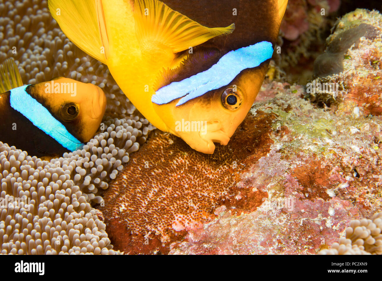 Questa coppia di Clark, anemonefish Amphiprion clarkii, tendono a loro Uovo di massa hanno posto accanto alla tutela dell'anemone, Yap, Mi Foto Stock