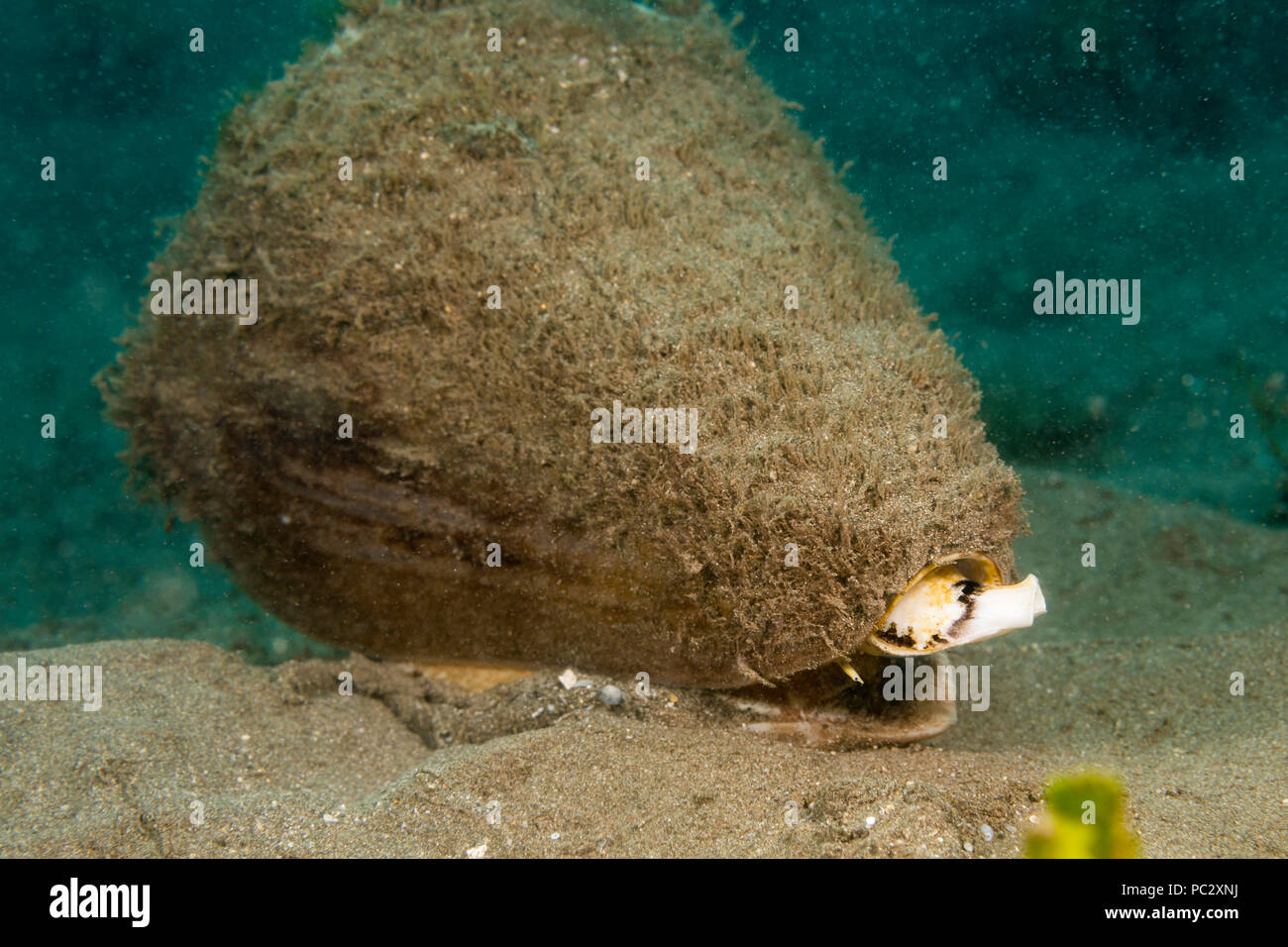 Il cono di leopard, Conus da leopardo, è un marine mollusco gasteropode della famiglia Conidae. È il più grande di questa famiglia si trovano in acque Hawaiiane dove Foto Stock