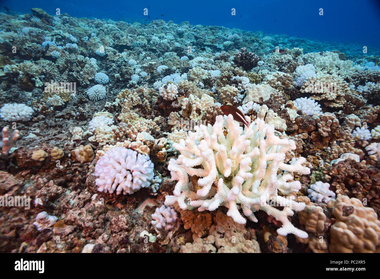 Questa immagine, girato in ottobre 2015, mostra coral bleaching su una scogliera di Hawaiian. Il numero di colonie di corallo di cavolfiore, Pocillopora meandrina, sembra essere th Foto Stock