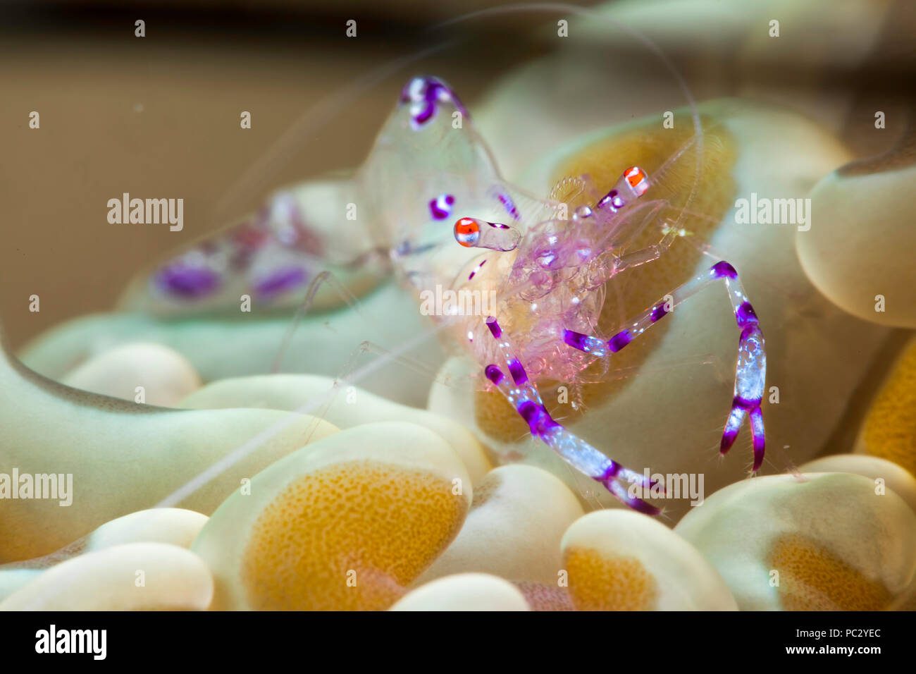 Questo anemone gamberetti, Ancylomenes sarasvati, era in precedenza noto come, Periclemenes sarasvati, Dumaguete, Filippine. Foto Stock