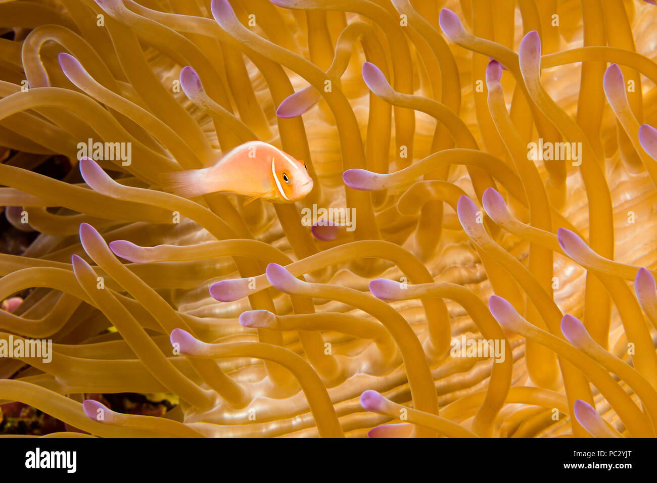 Questo comune, anemonefish Amphiprion perideraion, è più spesso associato con l'anemone, Heteractis magnifica, come illustrato qui, Yap, Microne Foto Stock