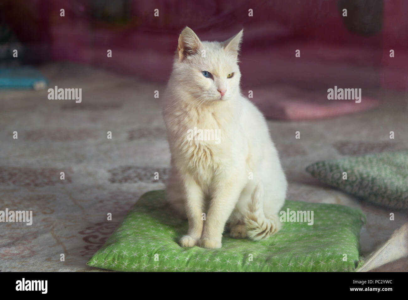 Van gatto con occhi di diversi colorsin Van città. Turchia Foto Stock