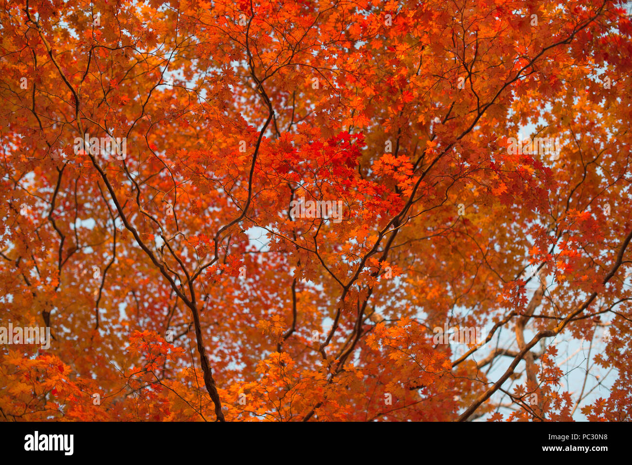 Rosso di foglie di acero in autunno la foresta, sfondo sfocato. Cambio di stagione. Un ramo di albero di Foglia di acero, caduta. Foto Stock