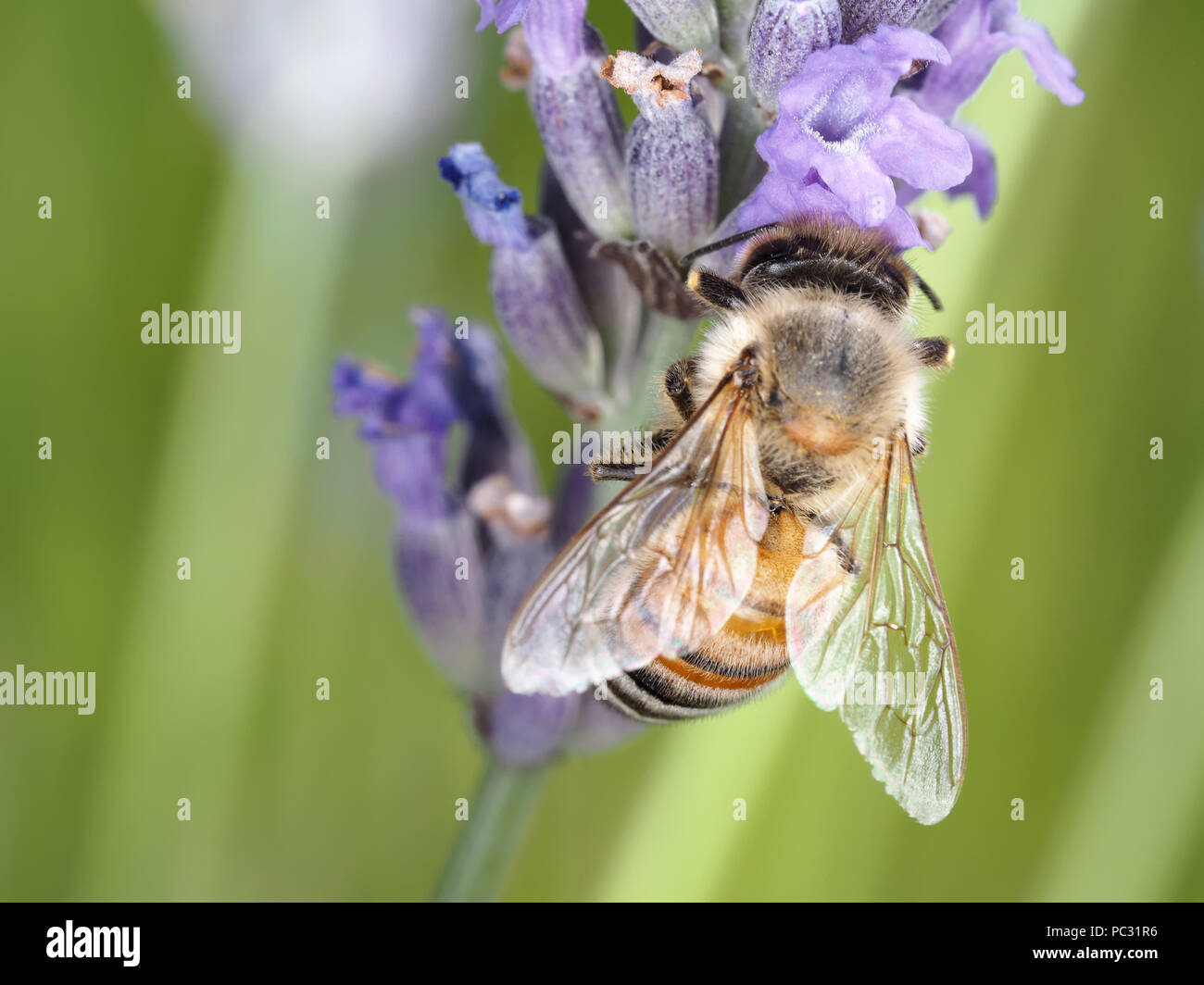 Il miele delle api (Apis mellifera) raccogliendo il nettare dei fiori di lavanda Foto Stock