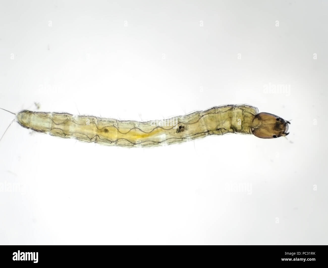 Midge larva (Chironomidae), circa 2 mm di lunghezza, micrografia di luce Foto Stock