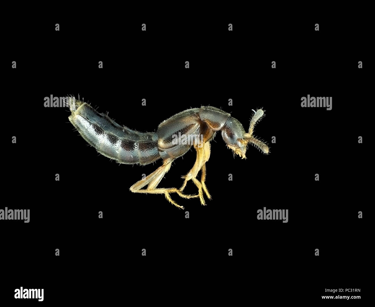 La luce riflessa Micrografia di un minuscolo (circa 3 mm di lunghezza) fungivore rove beetle (tribù Oxypodini) Foto Stock