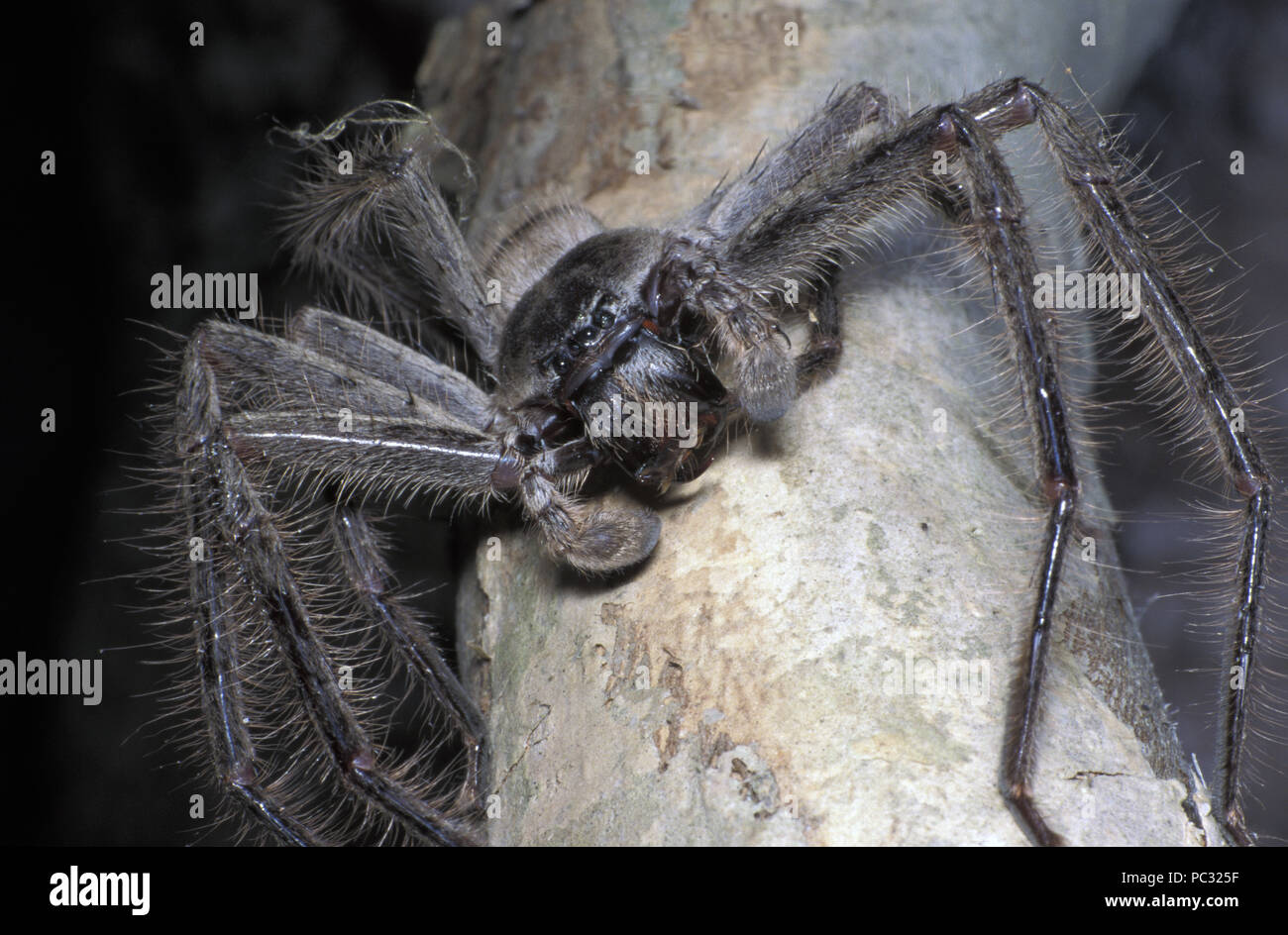 Vista di testa di un HUNTSMAN SPIDER sul ramoscello, ISOPODA IMMANIS, HETEROPODIDAE Foto Stock