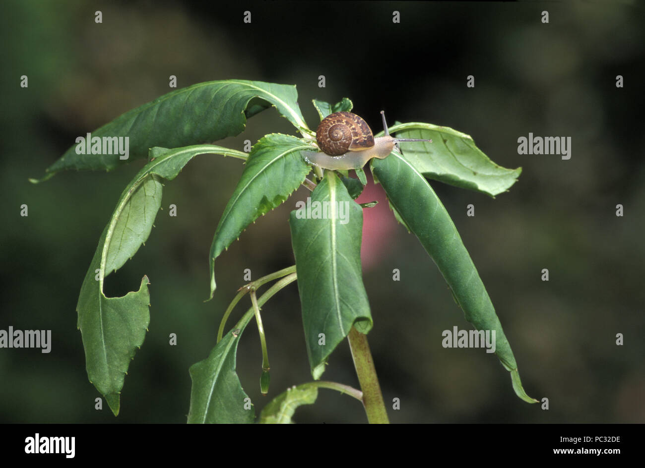 Giardino lumaca su foglie di IMPATIEN (BUSY LIZZIE) IMPIANTO Foto Stock