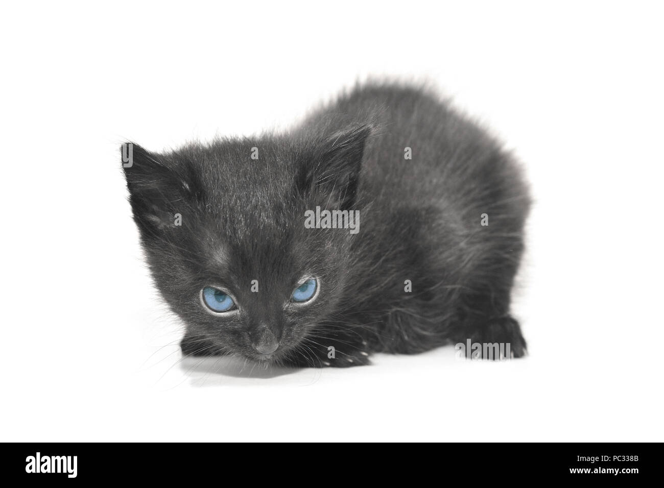 Timido gattino nero isolato su bianco Foto Stock