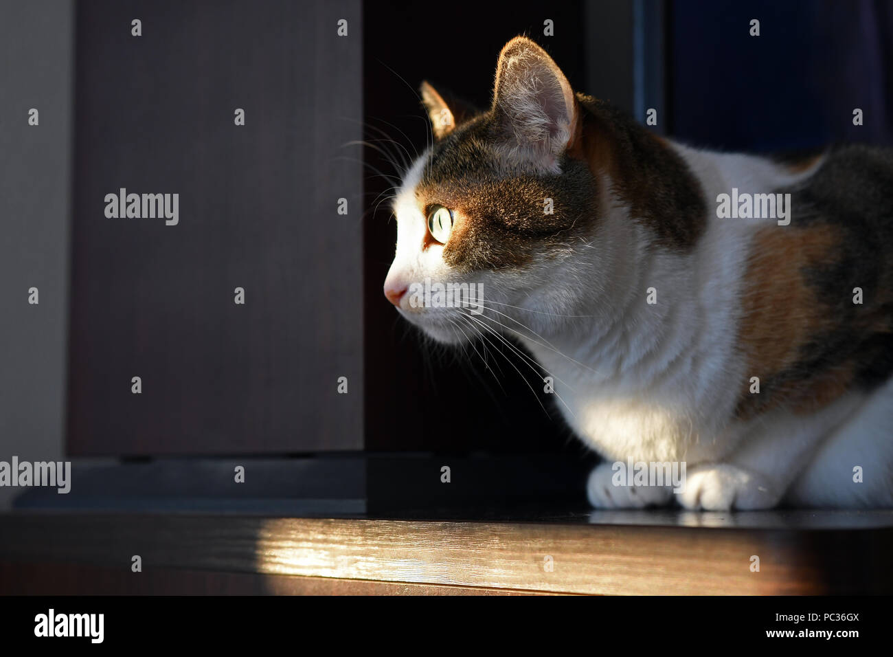 Cat guardando fuori nel sole di setting Foto Stock