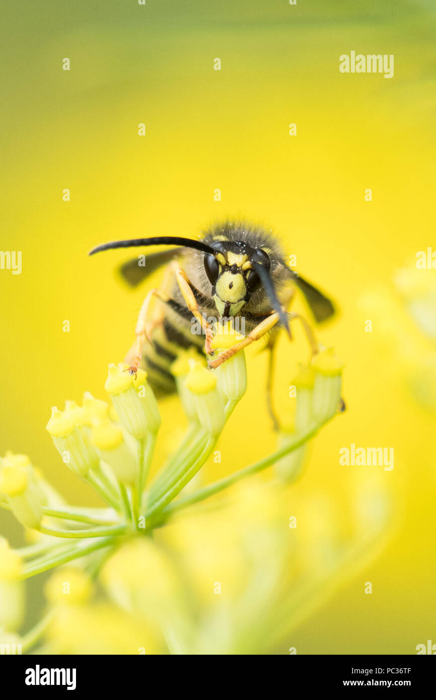 Wasp - albero wasp (Dolichovespula sylvestris) sulla pianta di finocchio - REGNO UNITO Foto Stock