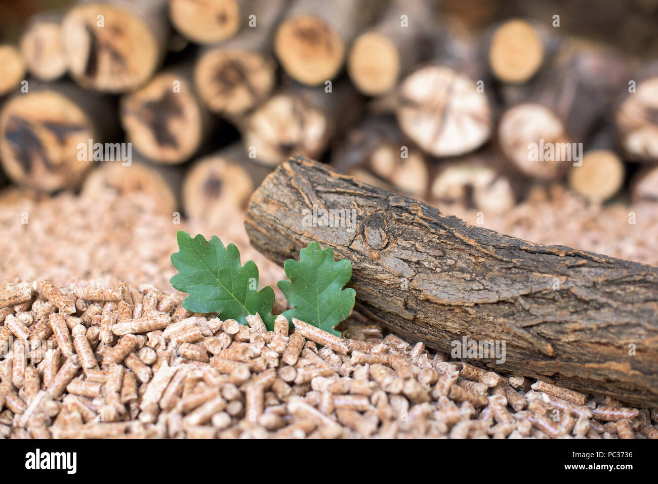 Pila di biomassa di quercia - agglomerati in forma di pellets di legno, leaf Foto Stock