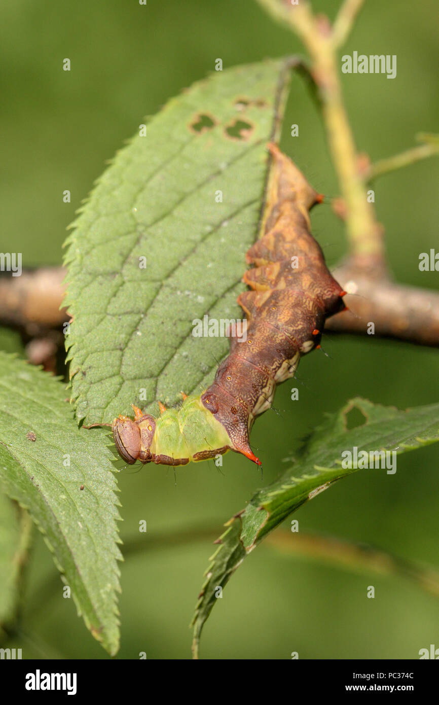 Mattina-gloria prominente moth caterpillar su susino leaf Foto Stock