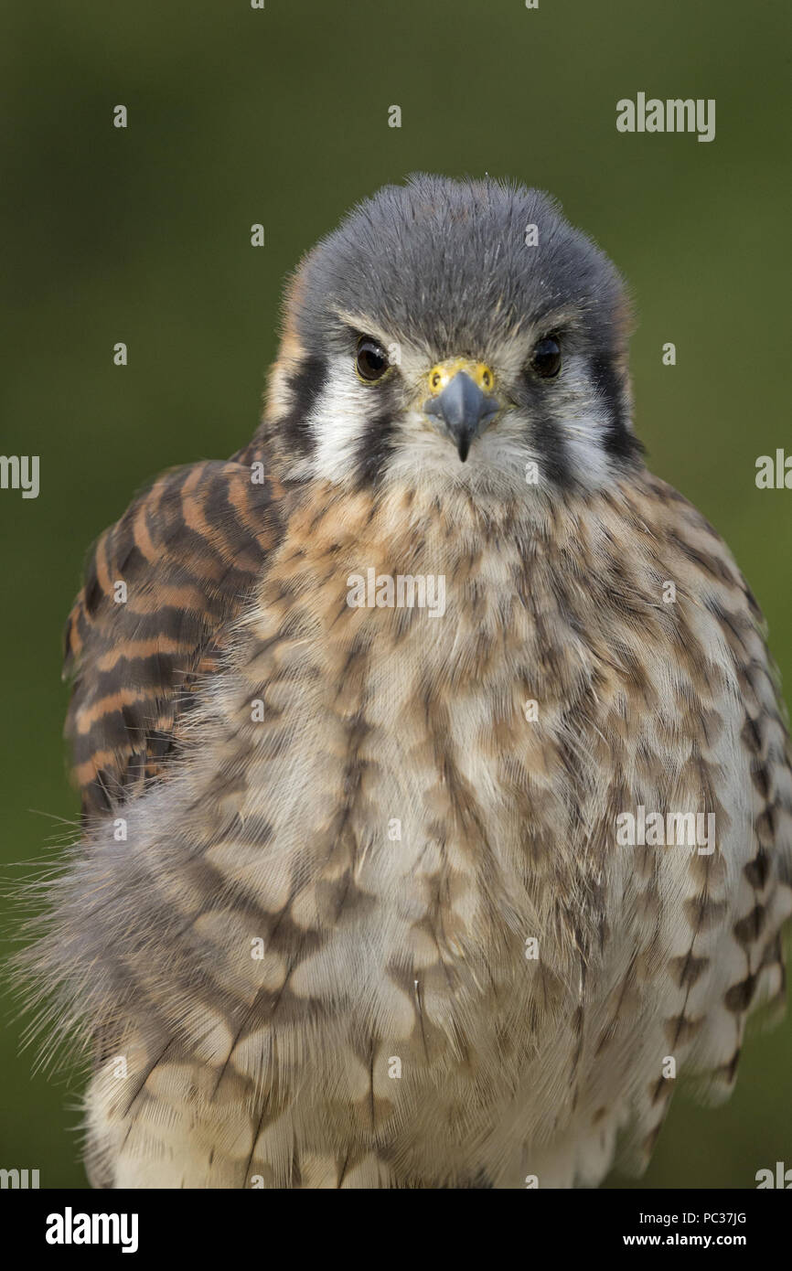 American Gheppio (Falco sparverius) femmina adulta, ritratto, oggetto controllato Foto Stock