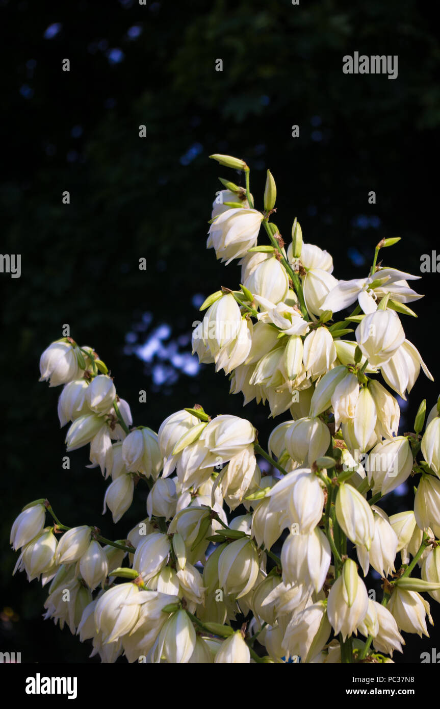 White Yucca filamentosa bush fiori, Adams ago, Spagnolo a baionetta, bear-erba, ago-palm, seta-erba, 1 cucchiaio di foglie di yucca nel parco vicino. Foto Stock