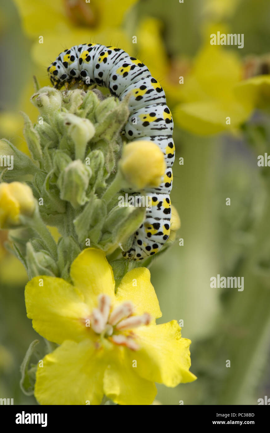Mullein moth, Cucullia verbasci, caterpillar alimentazione su grande giallo giardino ornamentale mullein, Molène sp., Berkshire, Giugno Foto Stock