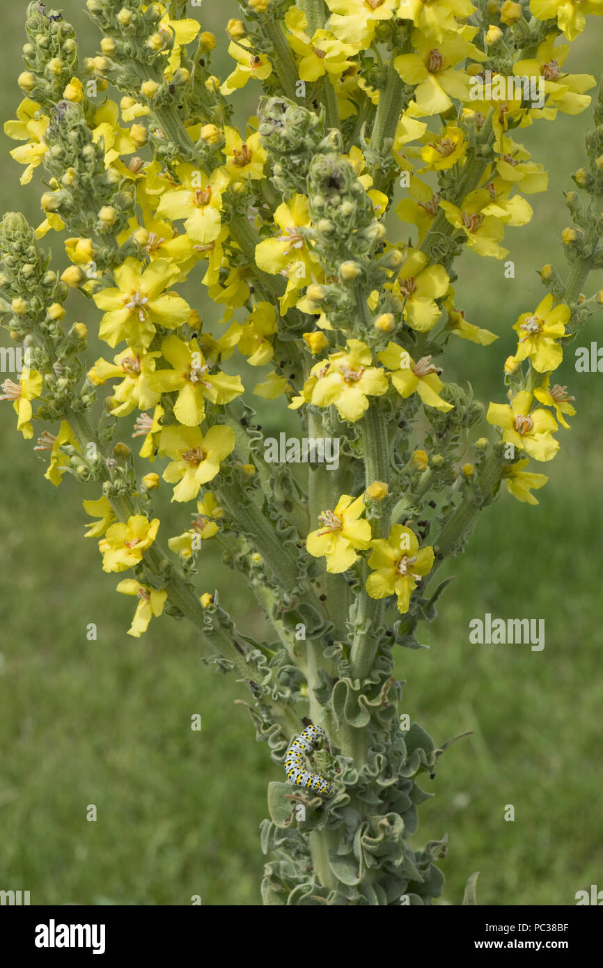Mullein moth, Cucullia verbasci, caterpillar alimentazione su grande giallo giardino ornamentale mullein, Molène sp., Berkshire, Giugno Foto Stock