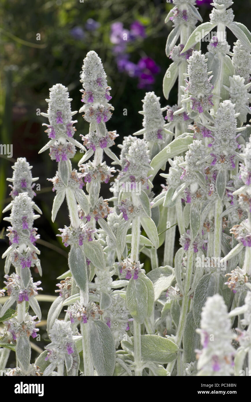 Agnello-orecchio o wooly hedgenettle, Stachys byzantina, un elevato grado di attrazione di insetti ornamentali giardino piante in fiore, Berkshire, Luglio Foto Stock