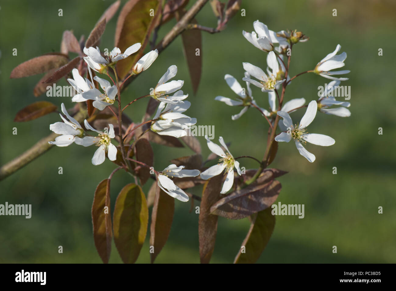 Fiori bianchi e foglie giovani di serviceberry, Amelanchier canadensis , un giardino di latifoglie arbusto o piccolo albero in primavera Foto Stock