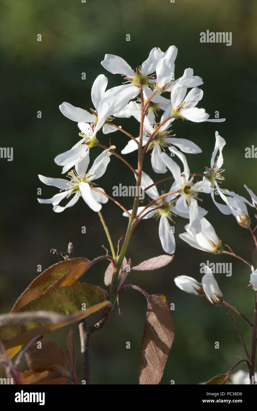 Fiori bianchi e foglie giovani di serviceberry, Amelanchier canadensis , un giardino di latifoglie arbusto o piccolo albero in primavera Foto Stock