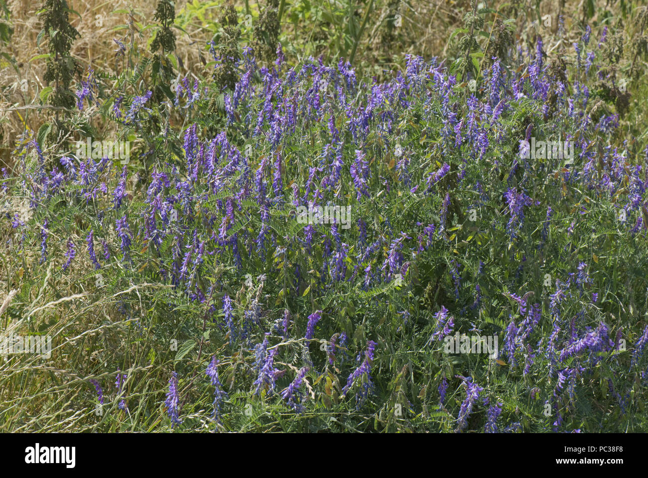 Vetch tufted, Vicia cracca, impianti con profusa blu porpora fiori su downland, Berkshire, Luglio Foto Stock
