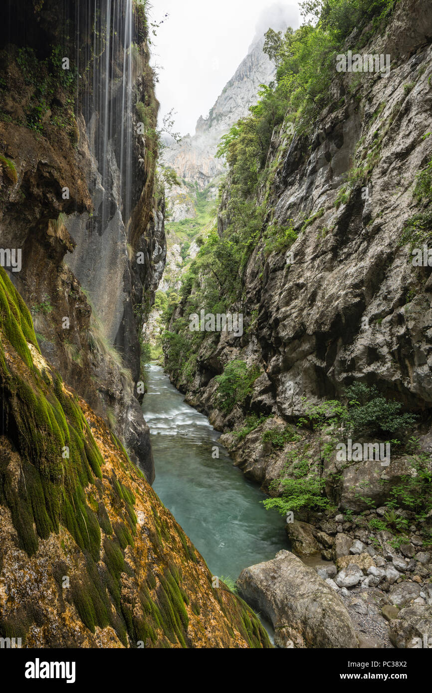 Si prende cura il fiume si snoda sotto ripide scogliere a picco sul mare lungo la Gola di Cares trail, con acqua a cascata verso il basso la scogliera, Picos de Europa, Castiglia e León, Spagna Foto Stock