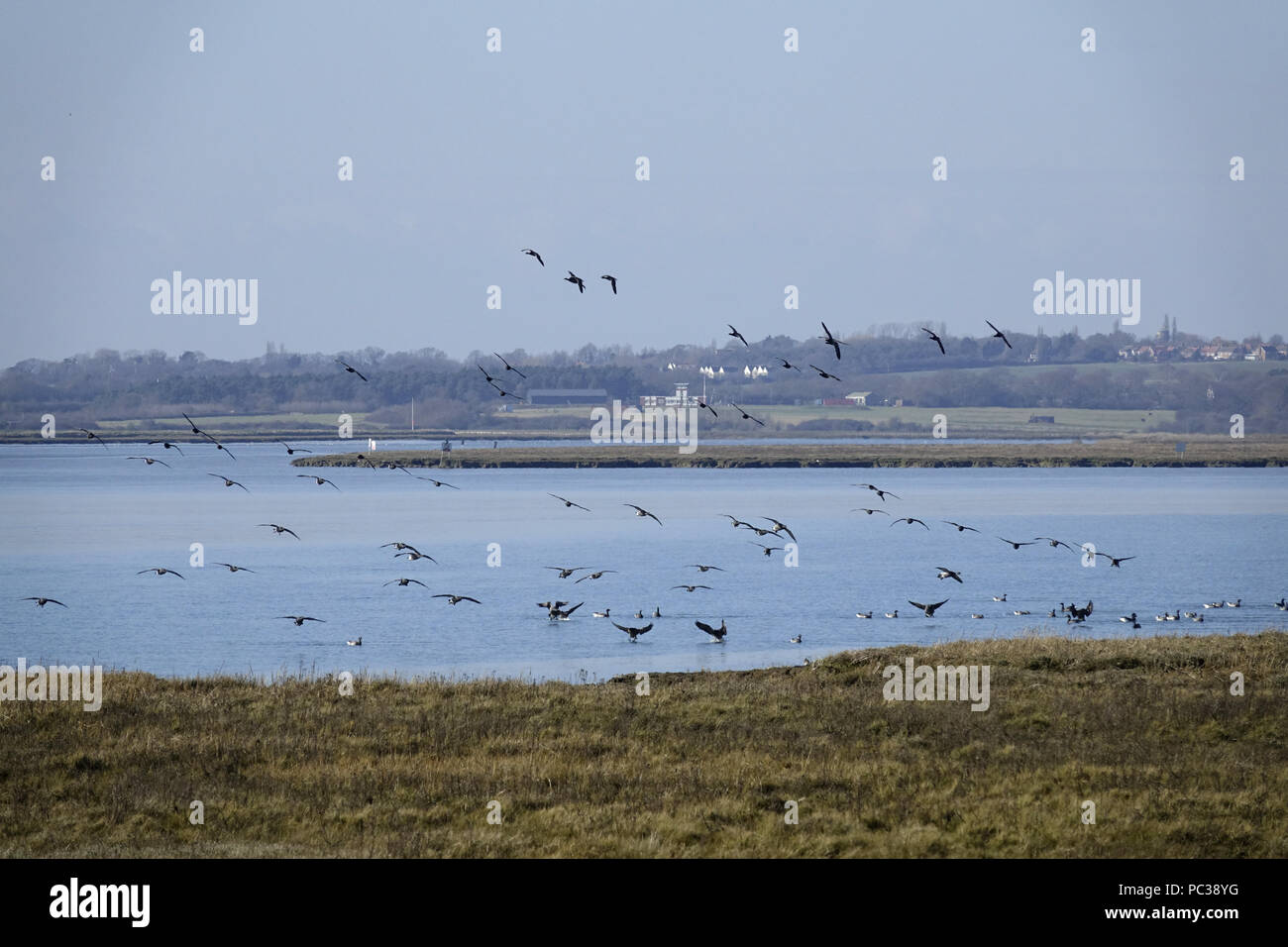 Brent oche venuta in terra sul fiume Colne a Brightlingsea Essex. Foto Stock