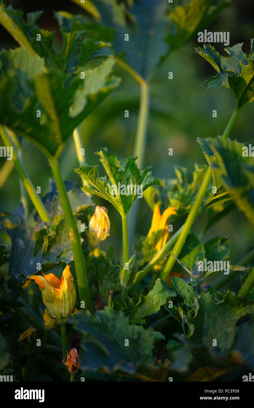 Bush zucchine con piccoli frutti e fiori che crescono sul letto Foto Stock