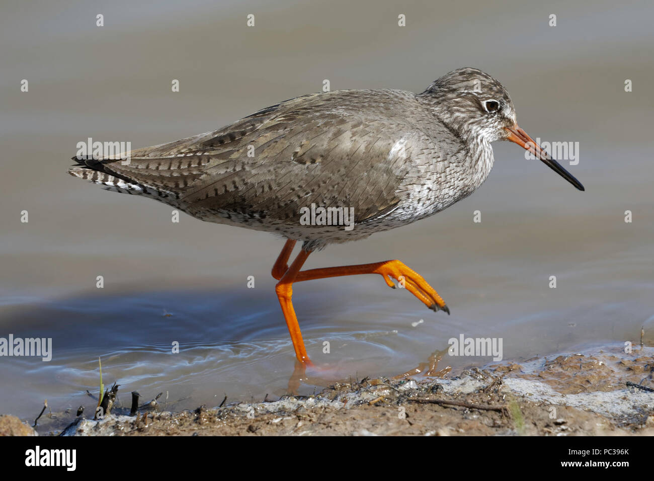 Common Redshank in acqua poco profonda Foto Stock