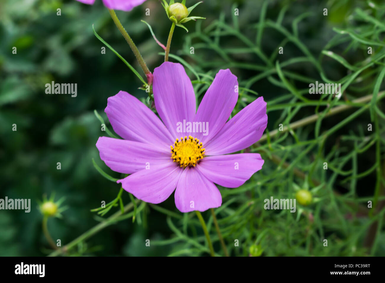 Coreopsis fiore nel giardino in Polonia nell'estate. Foto Stock