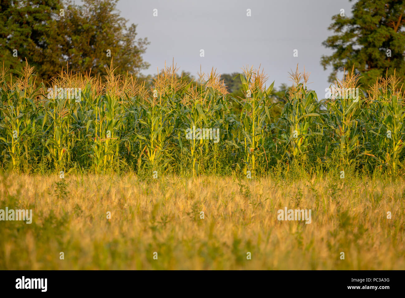 Una messa a fuoco selettiva foto di tutoli di mais organico nel campo di mais. Foto Stock