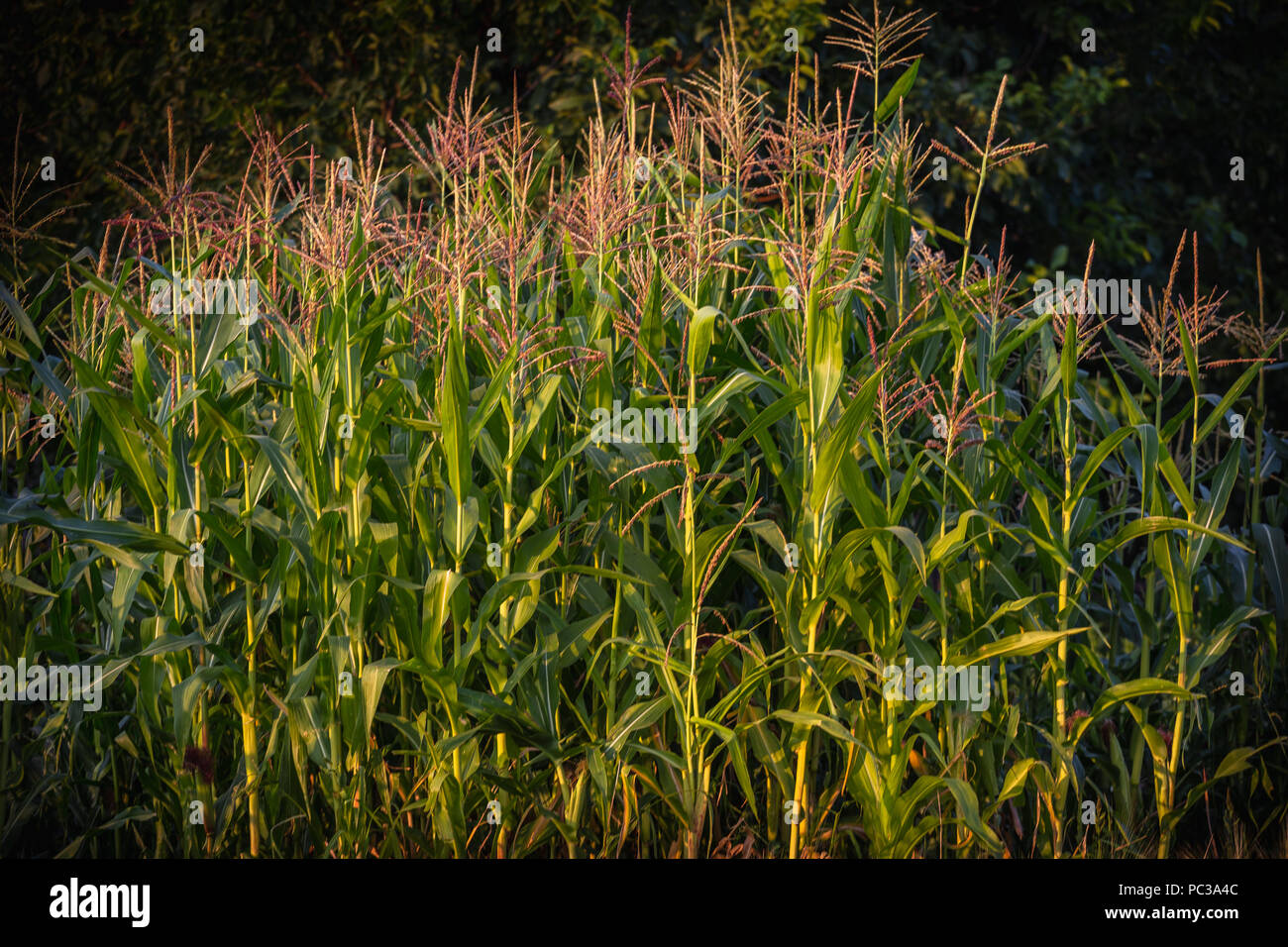 Una messa a fuoco selettiva foto di tutoli di mais organico nel campo di mais. Foto Stock