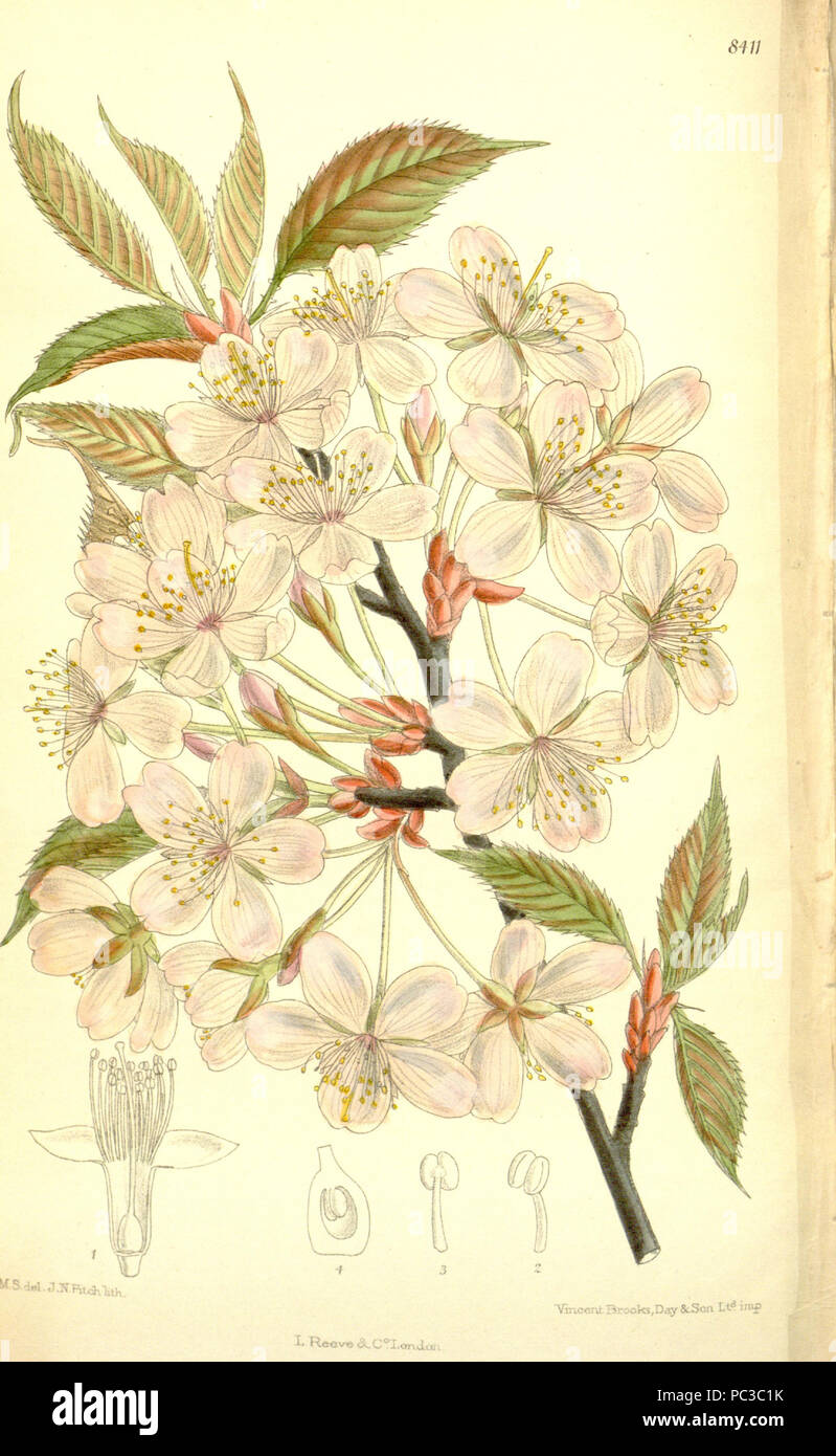 504 Prunus sargentii 137-8411 Foto Stock
