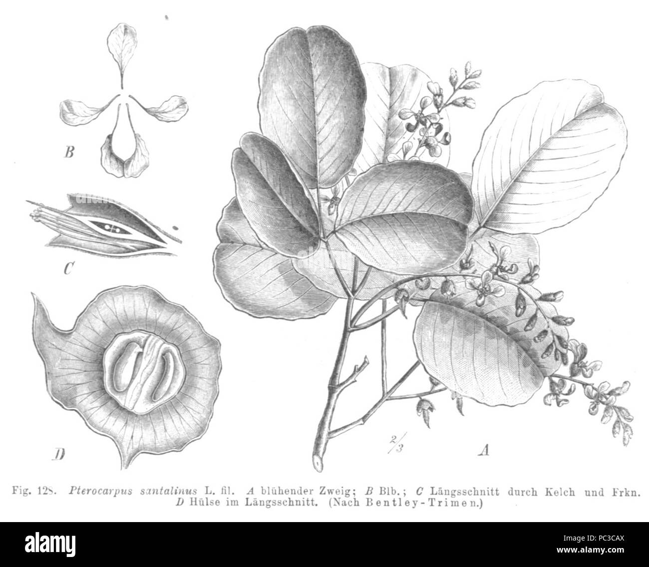 505 Pterocarpus santalinus Taub128 Foto Stock