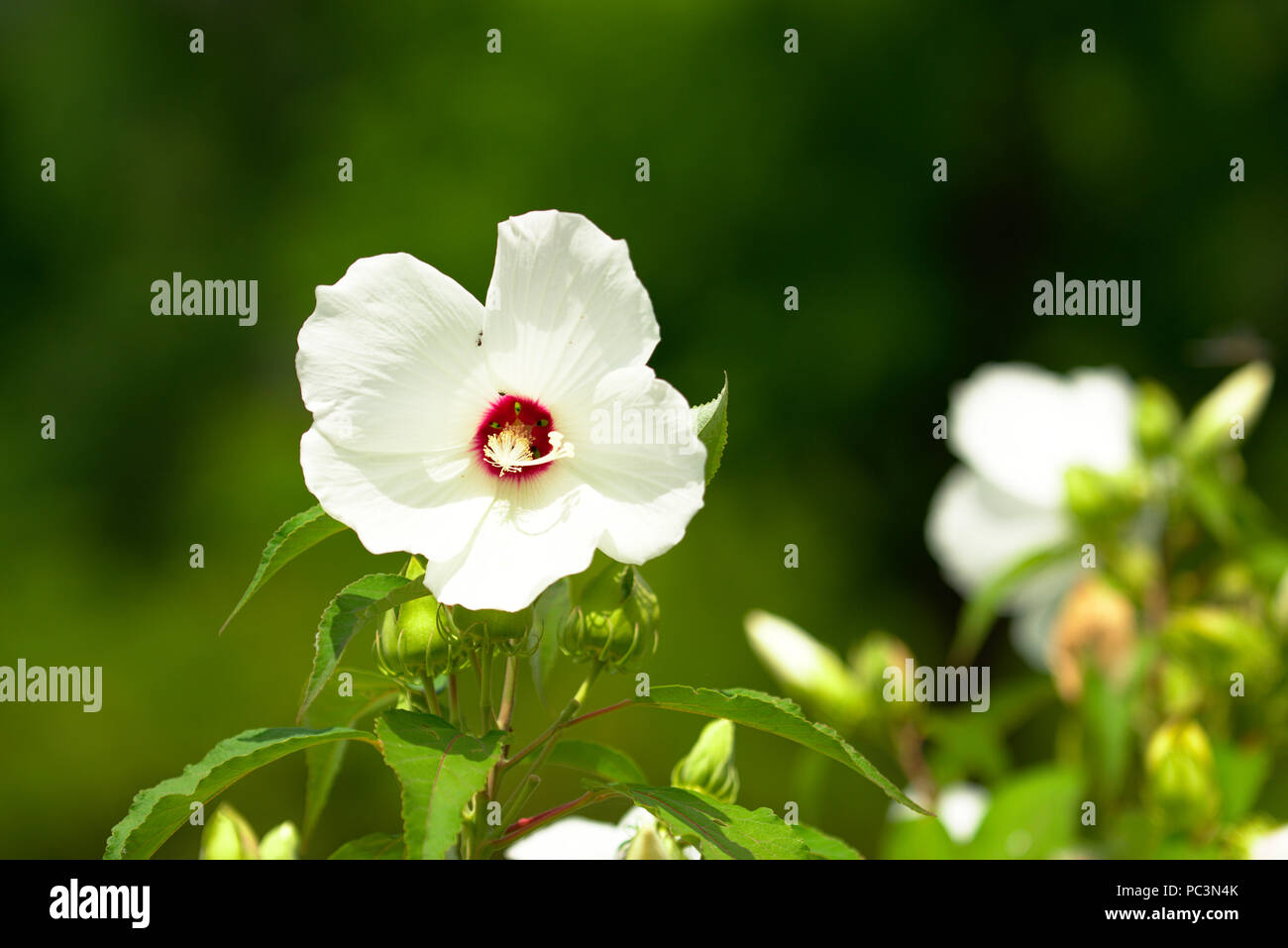 Primo piano white Kauai rosemallow tree blossom Foto Stock
