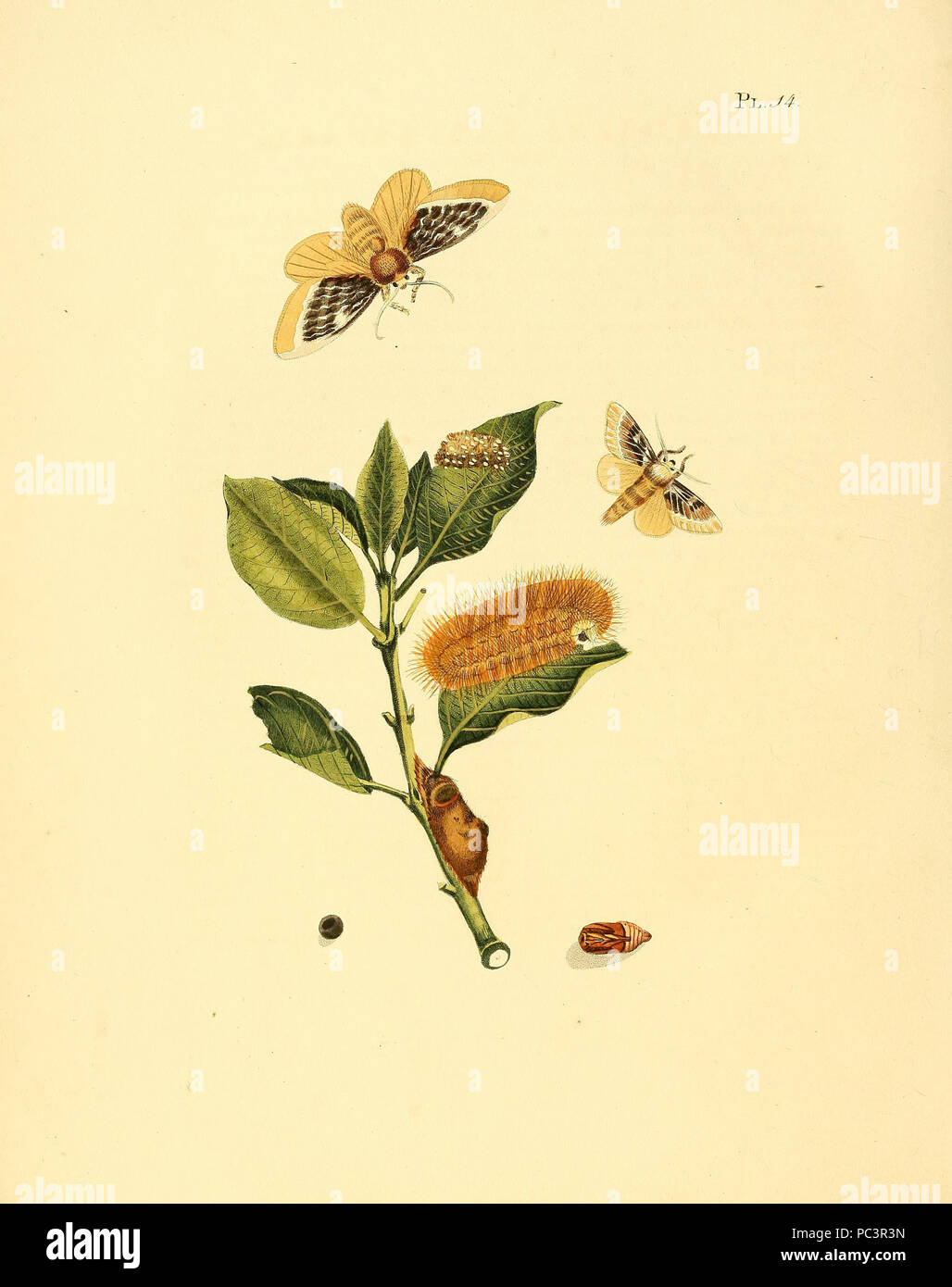 551 Sepp-Surinaamsche vlinders - pl 014 piastra xanthopasa Megalopyge Foto Stock