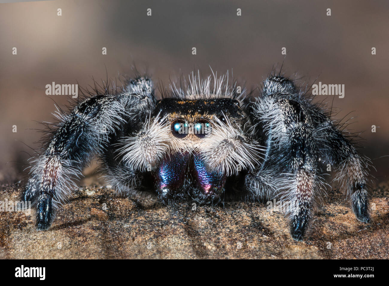 Close up di un Regal Jumping Spider, Phidippus regius Foto Stock