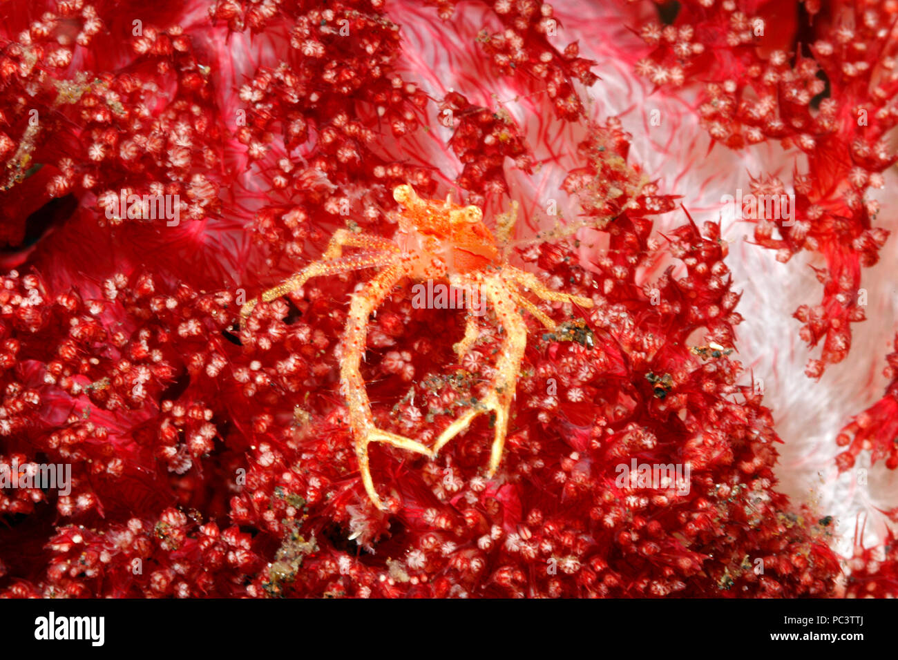 Esegui uno squat Lobster, Galathea sp, vivendo in rosso dei coralli molli. Tulamben, Bali, Indonesia. Mare di Bali, Oceano Indiano Foto Stock