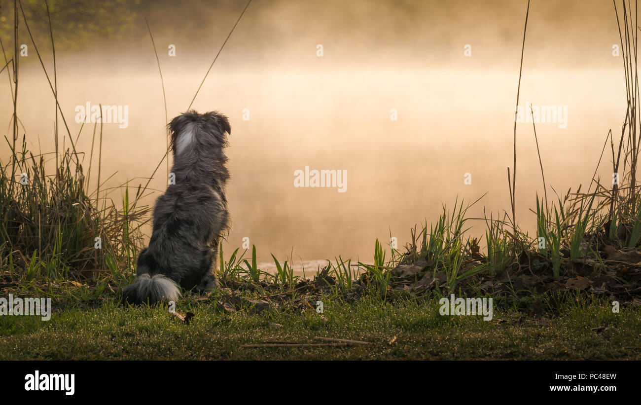 Mili la miniatura pastore australiano, meditando da un laghetto Foto Stock
