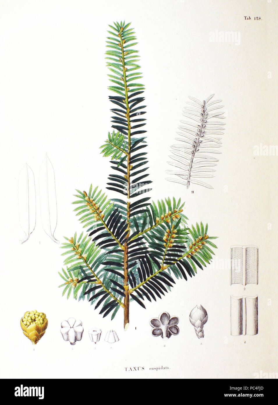 588 Taxus cuspidata SZ128 Foto Stock