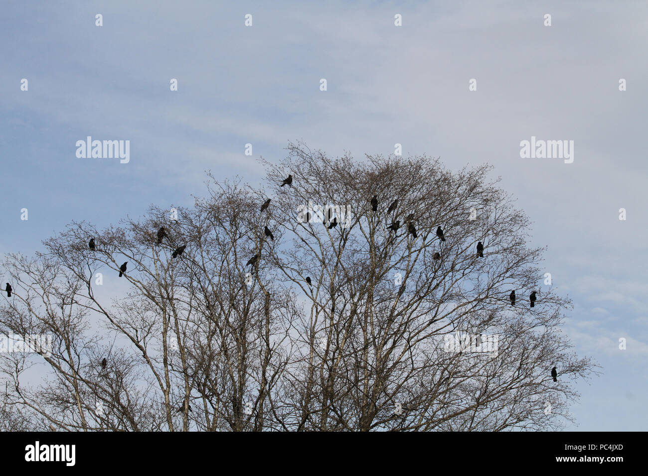 Un omicidio di corvi appollaiate su un albero Foto Stock