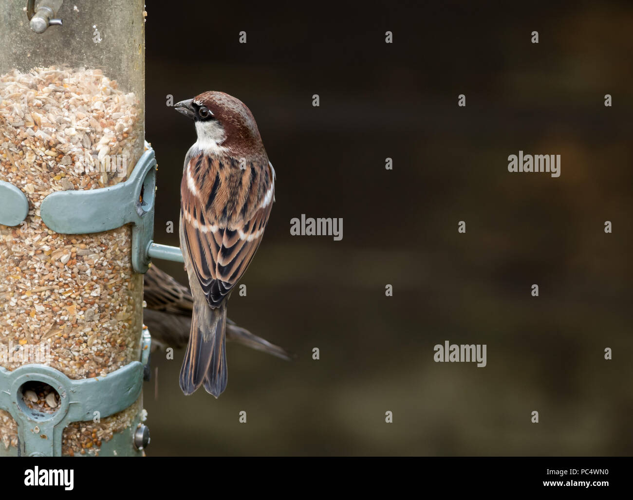 Casa passero (Passer domesticus) alimentazione su alimentatore in giardino, UK. Foto Stock