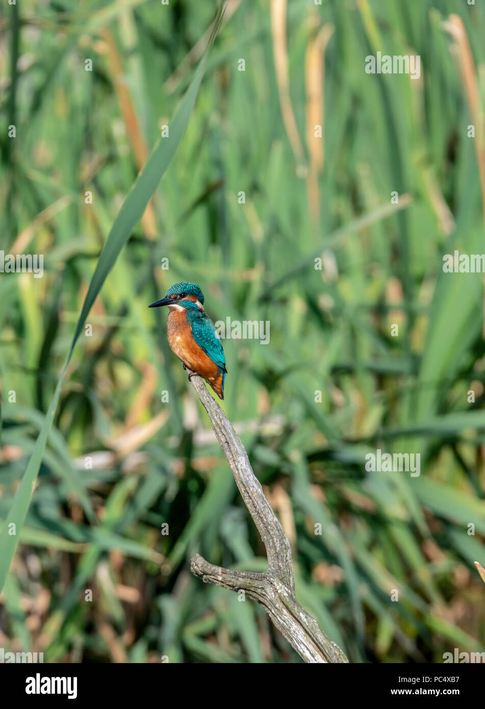 Kingfisher appollaiate su un ramo, in cerca di cibo Foto Stock