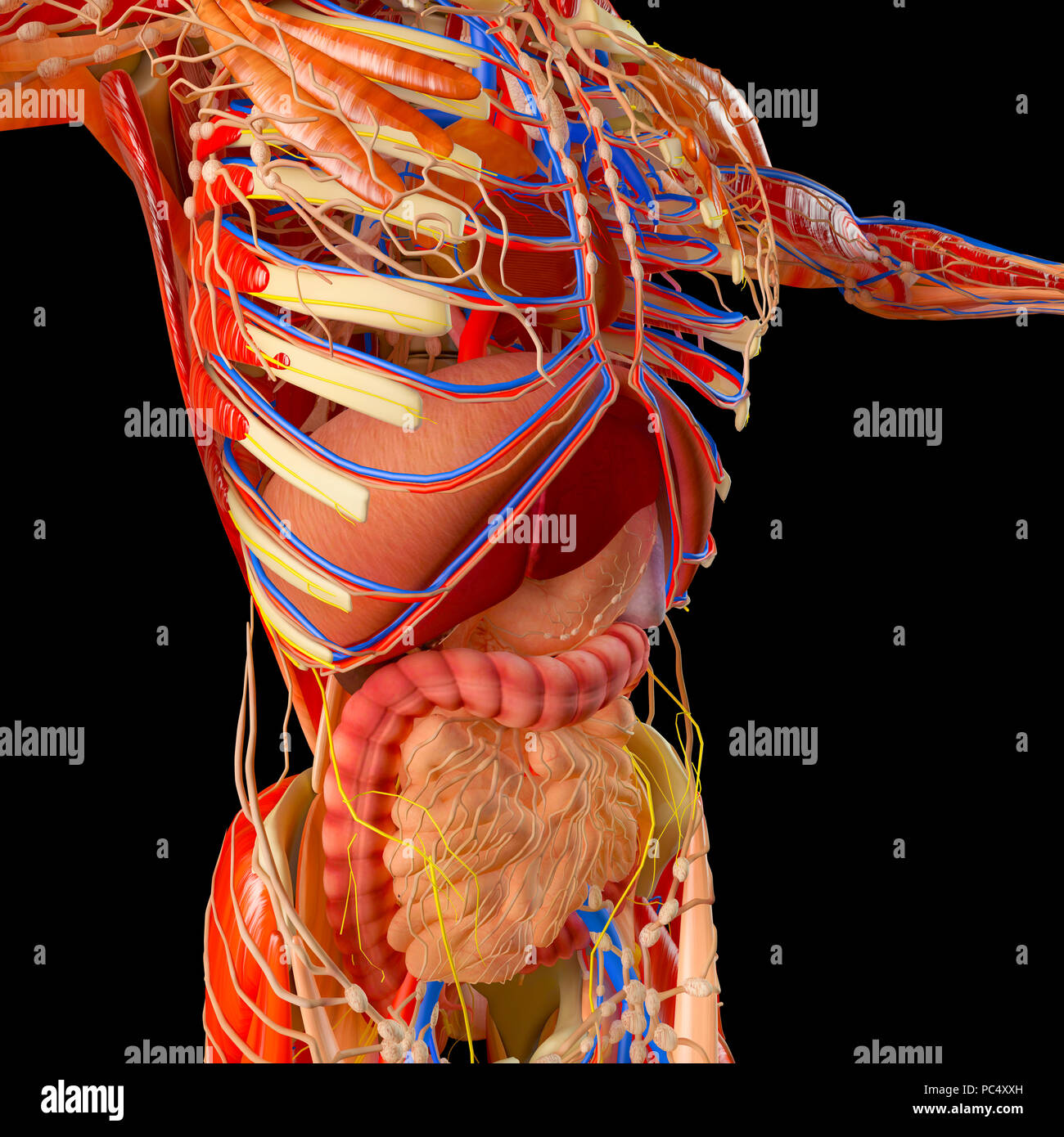 Il corpo umano, sistema muscolare, sistema digestivo, anatomia. Lo stomaco, esofago, duodeno colon. Anatomia umana Foto Stock