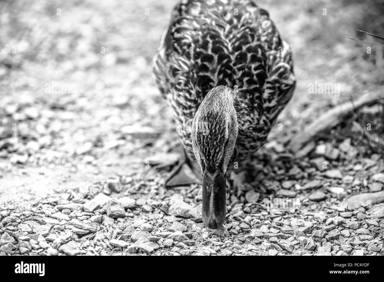 Una femmina di Mallard duck è vedere alla ricerca di cibo vicino a riva dal solo Chapfensee in Mels, Svizzera. Foto Stock