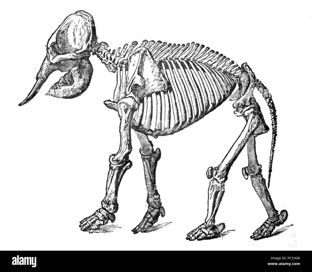 26 ElephantSkelLyd2 Foto Stock