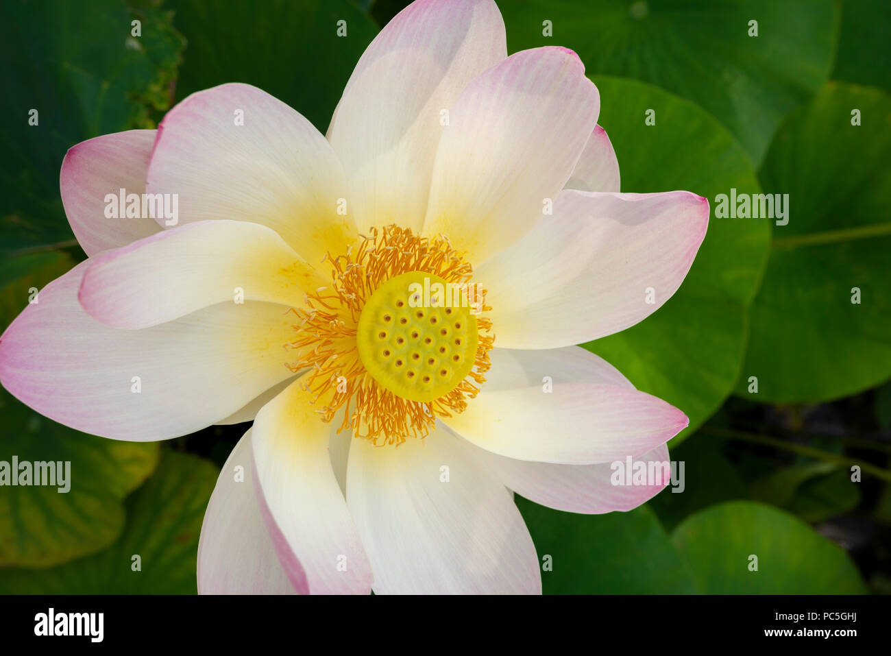 In primo piano della sacra fiore di loto (Nelumbo nucifera) Foto Stock