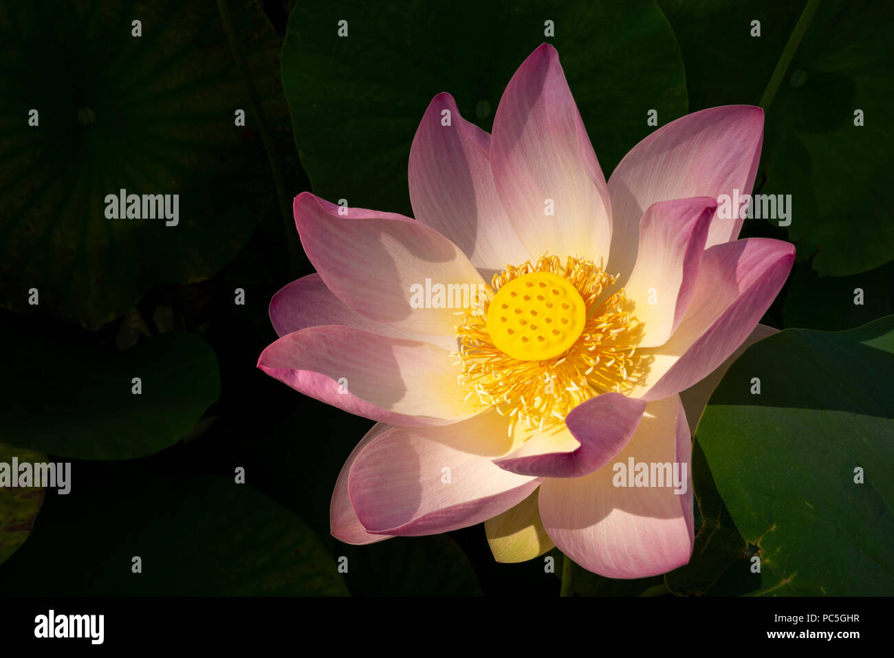 In primo piano della sacra fiore di loto (Nelumbo nucifera) Foto Stock