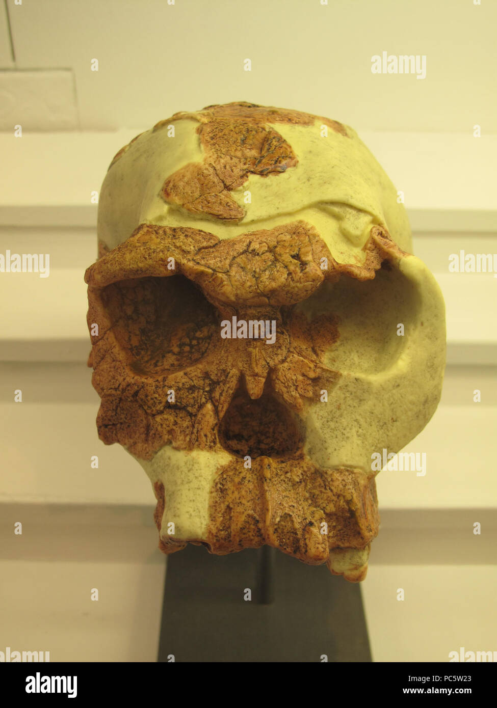 283 Homo habilis IMG 2915 Foto Stock