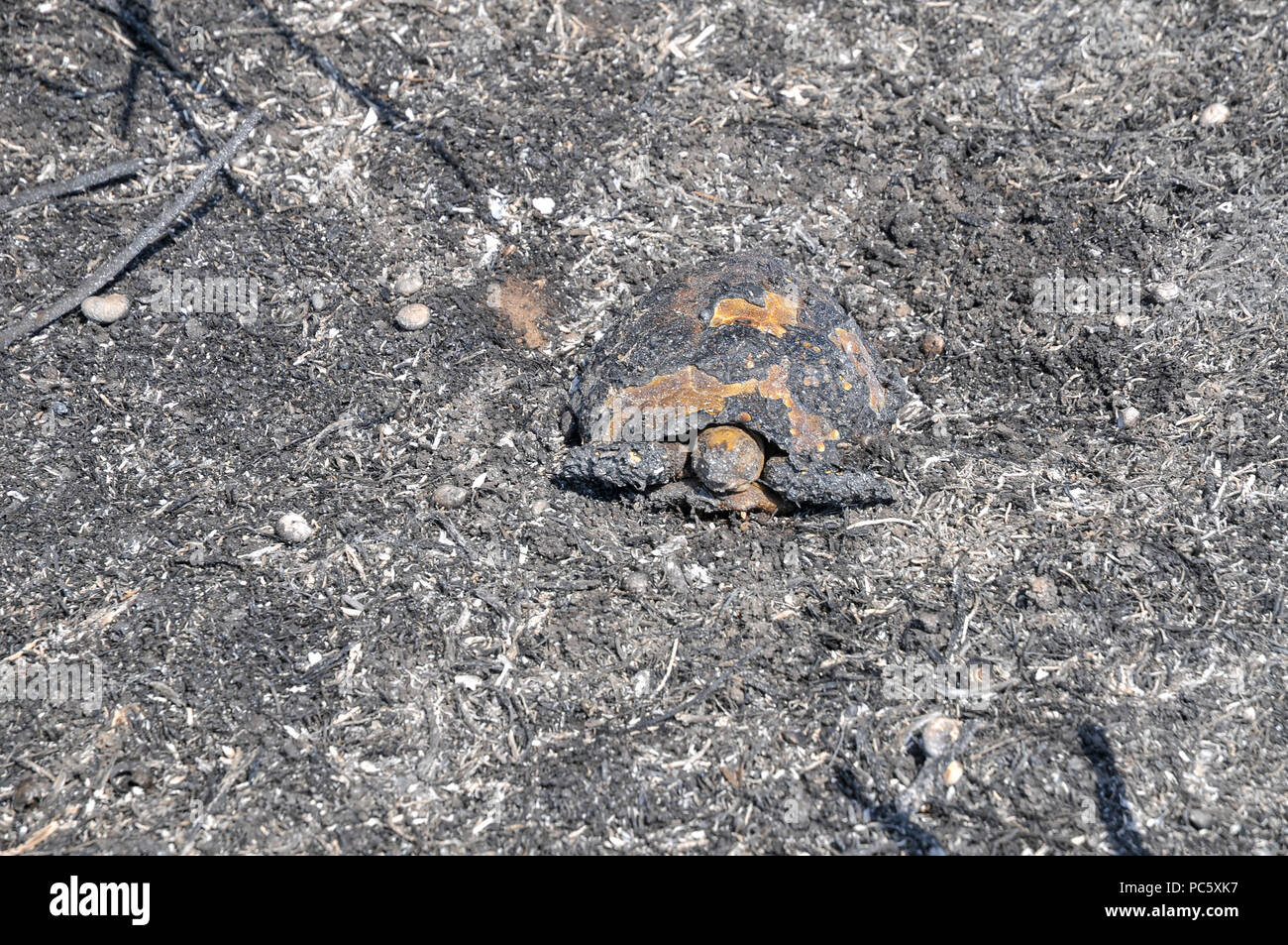 Un serpente, bruciato a morte in un incendio causato da Kite bombe che sono state percorse da Gaza con un acceso benzina panno imbevuto per impostare gli incendi di campi israeliano e cr Foto Stock